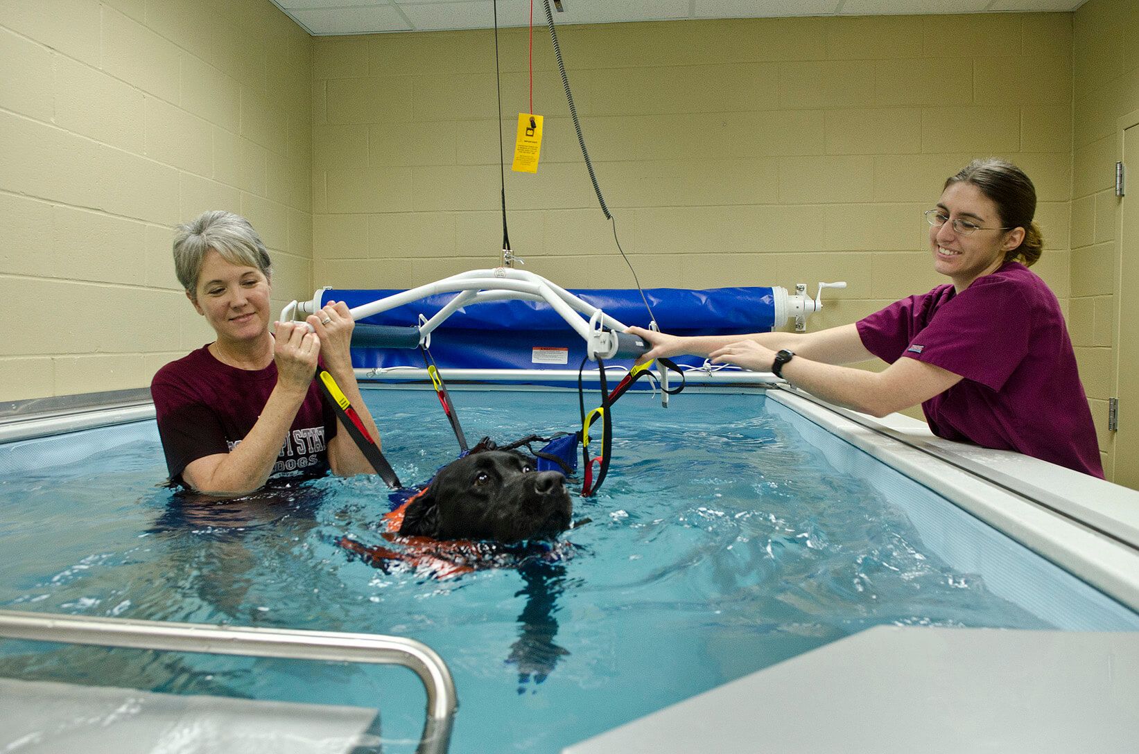 picture of canine hydrotherapy in the Commercial Endless Pool at Mississippi State University