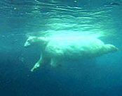Gus the Polar Bear using the Endless Pools swim current in the Central Park Zoo