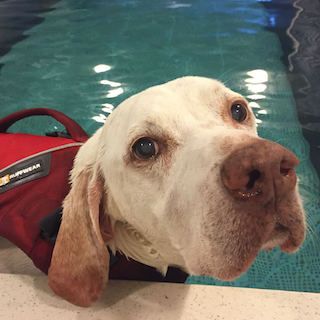 picture of a white labrador gets canine hydrotherapy in an Original Endless Pool