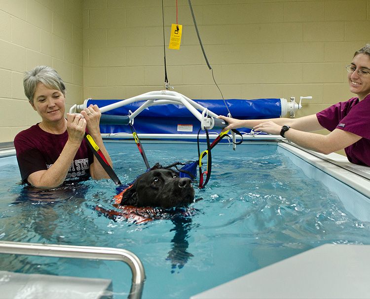 Dog Therapy Pools | Water Therapy for 