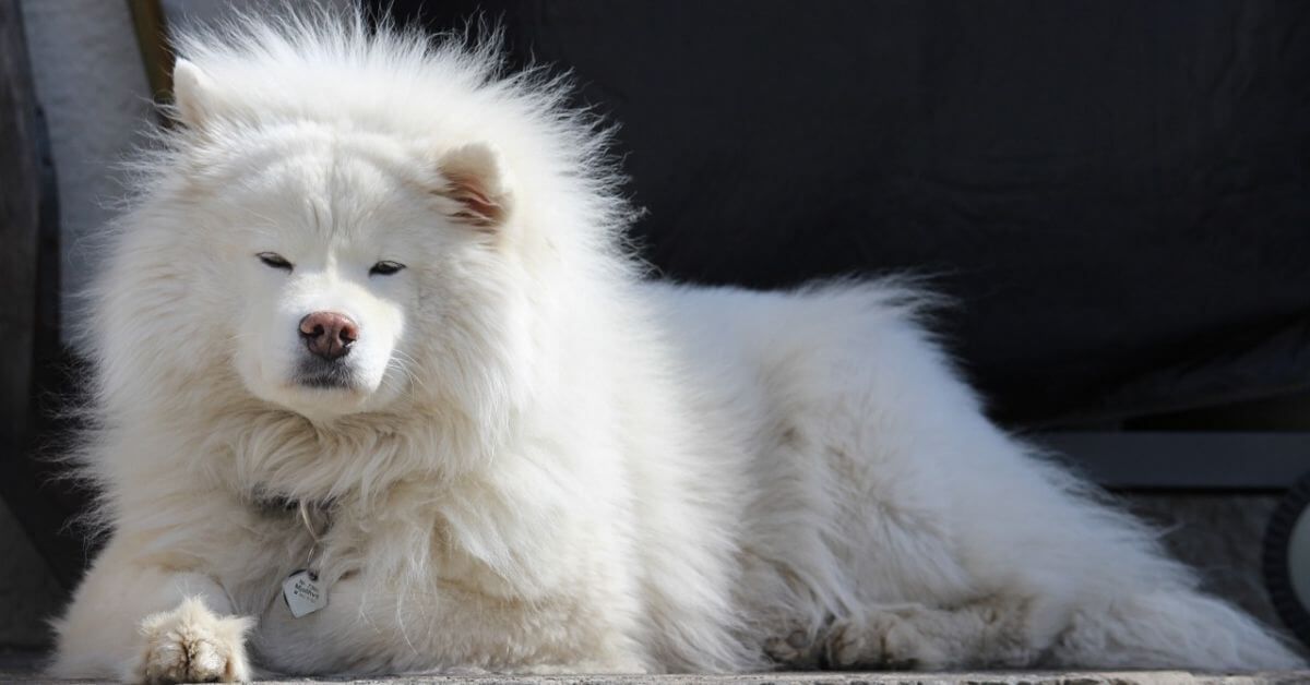 What Is The Average Size Of A Samoyed?