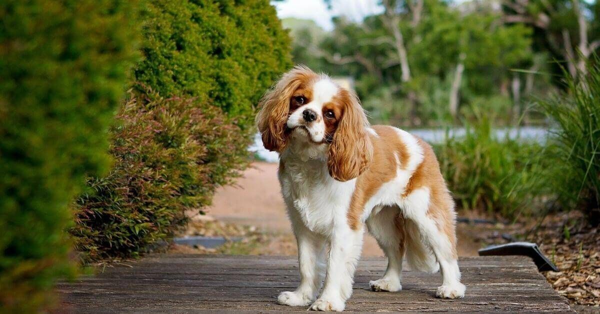 What is the of Cavalier King Spaniel?