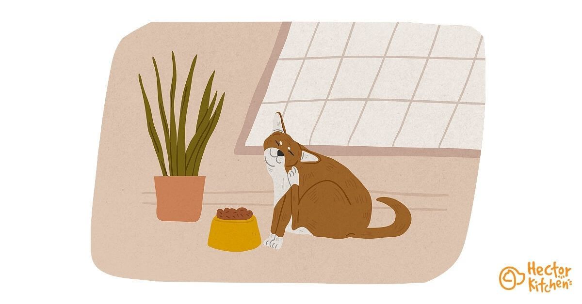 Eczema Du Chat Comment Le Soigner Hector Kitchen