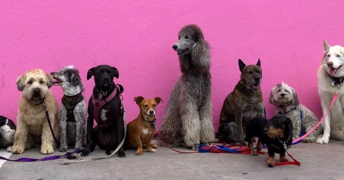 Différentes races de chiens devant un mur rose