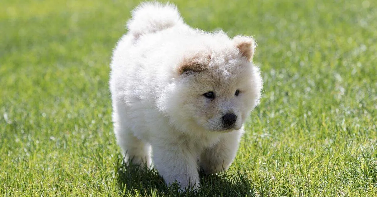 Chiot Chow Chow