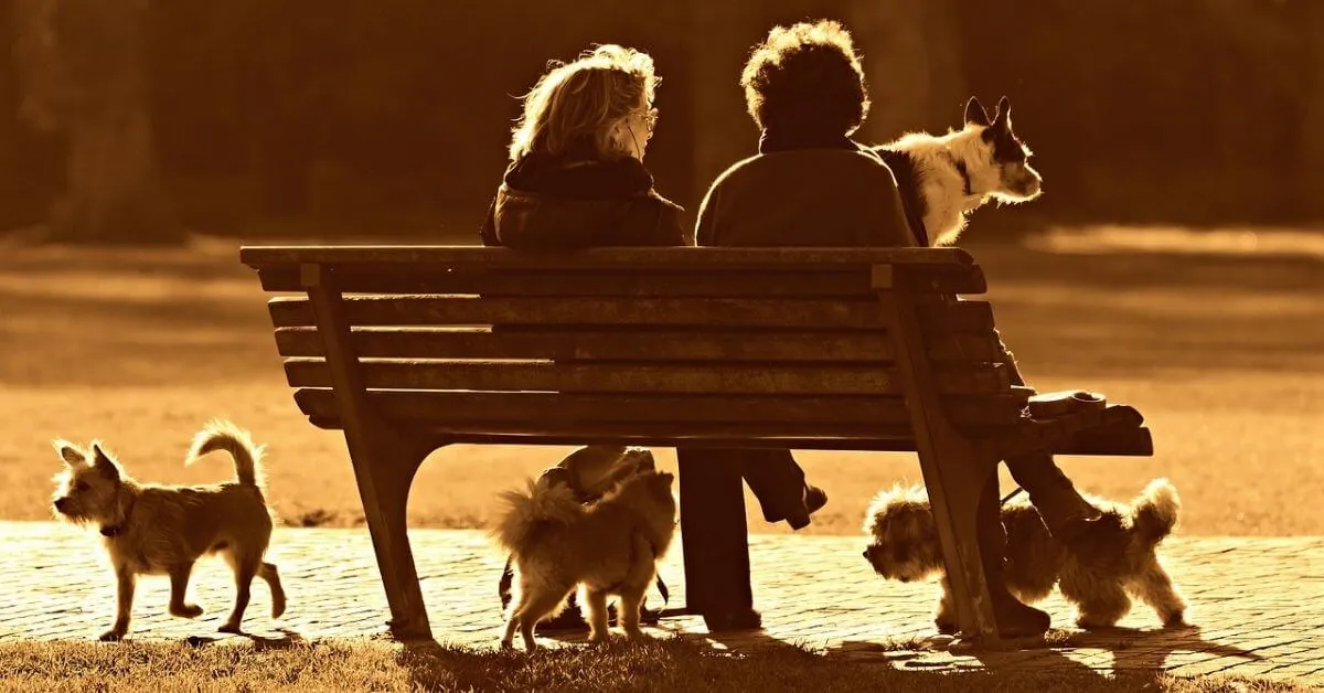 Couple assis sur un banc de parc avec tous leurs chiens