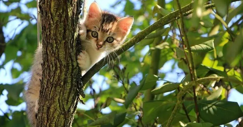 Chaton dans un arbre