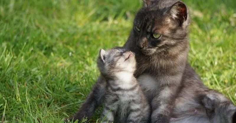Adopter Un Chaton Ou Un Chat Adulte Senior Que Choisir Pet Adoption