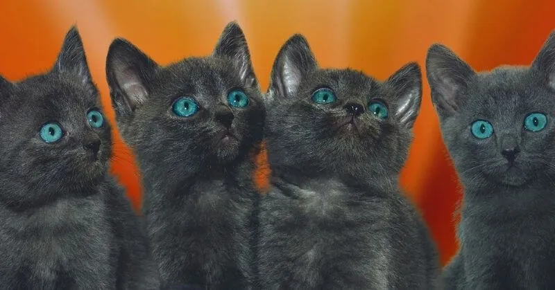 Quatre chatons noirs
