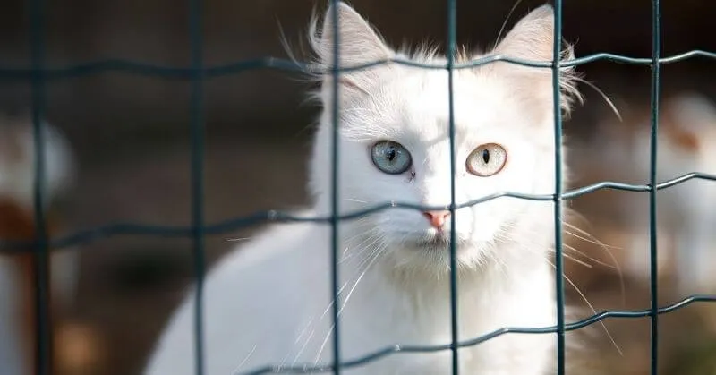 Chaton blanc en cage