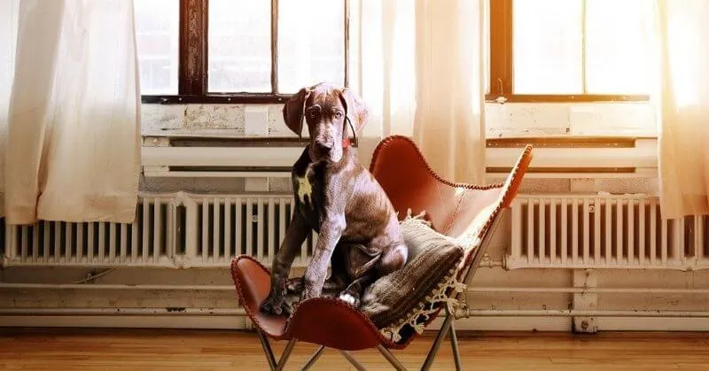 Chiot Dogue allemand sur une chaise