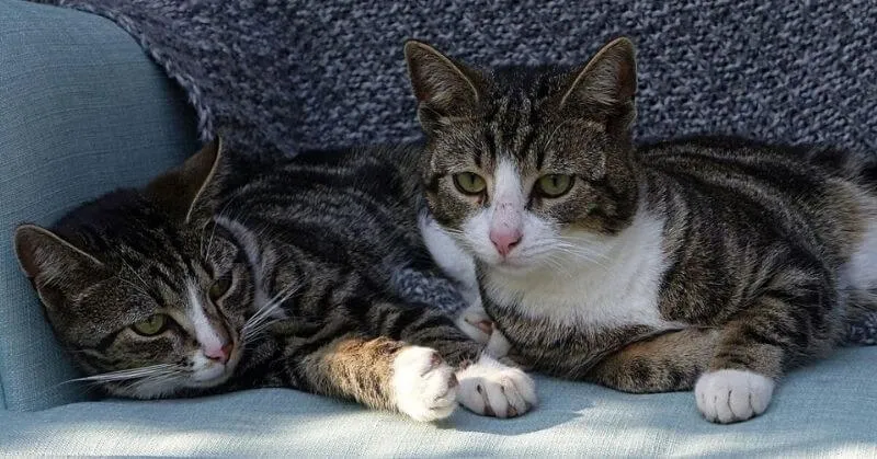 Deux chats sur le canapé