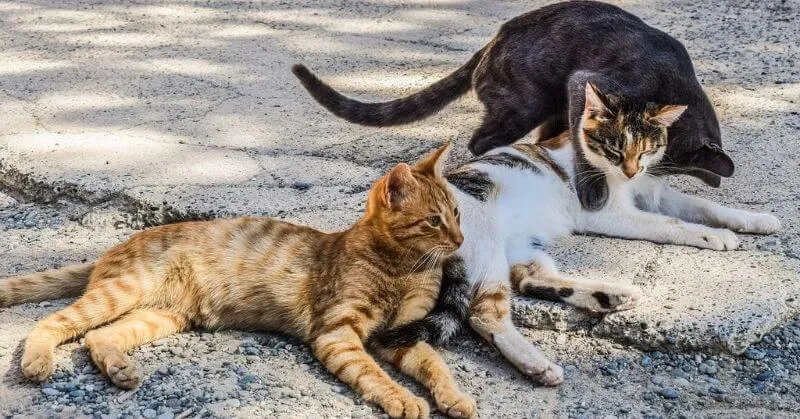 Trois chats font bronzer
