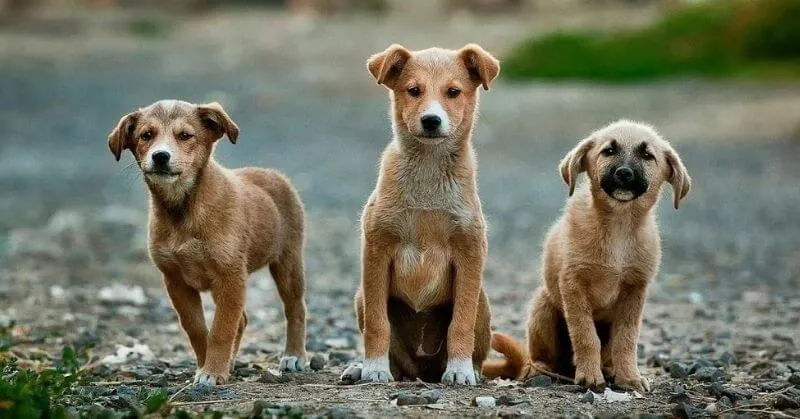 Trois petits chiens