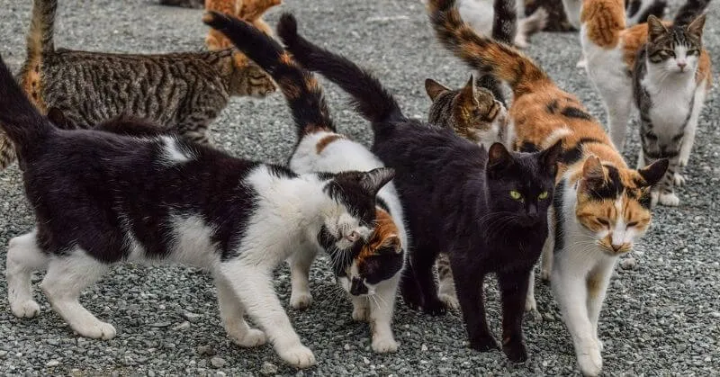 différentes races de chats