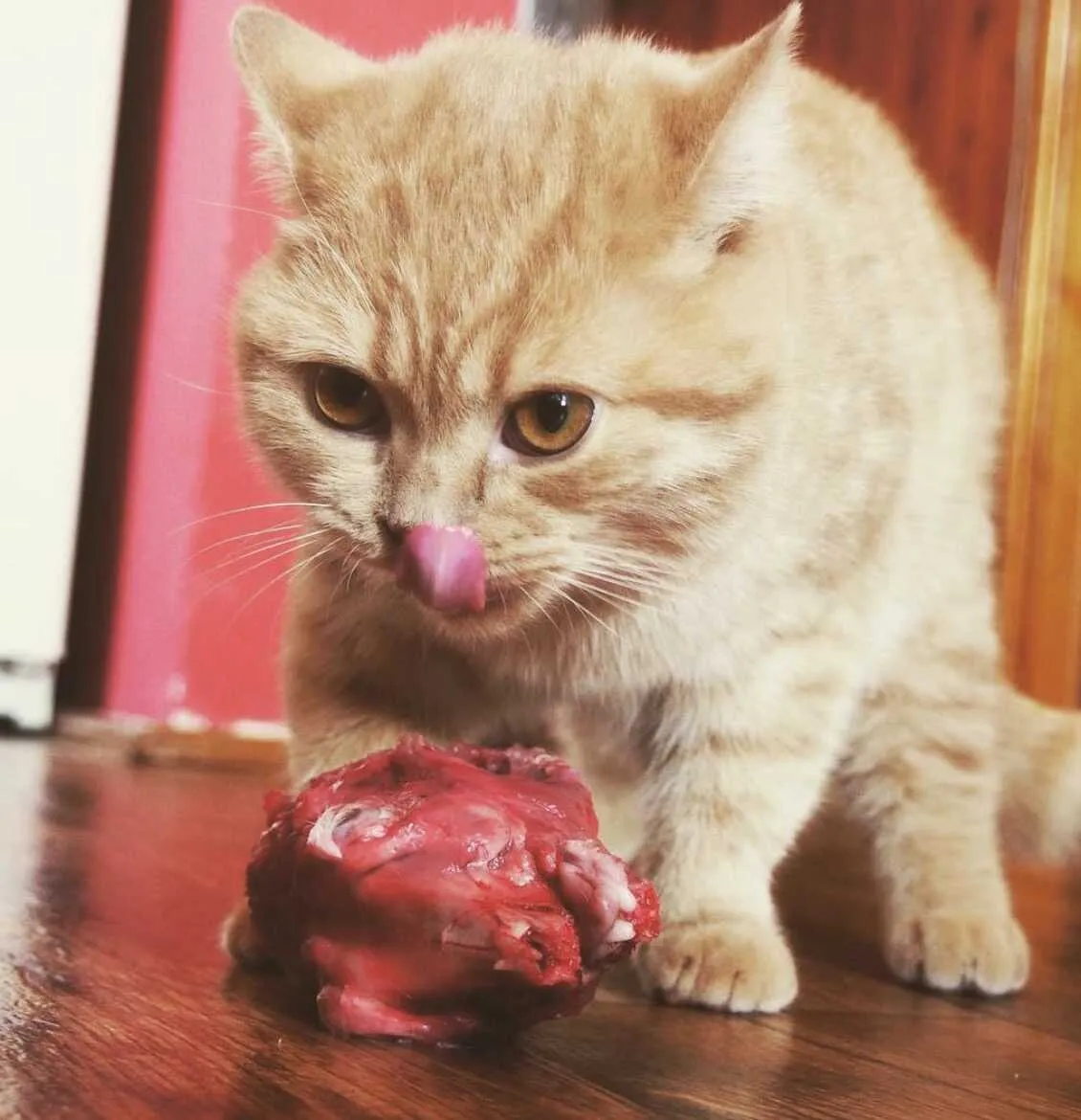Gato con carne roja