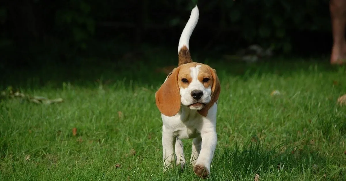 Das Temperament des Beagles