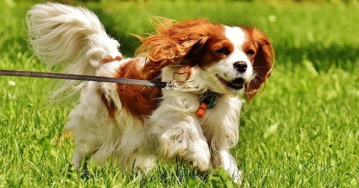 Cavalier King Charles Spaniel Temperament and Personality