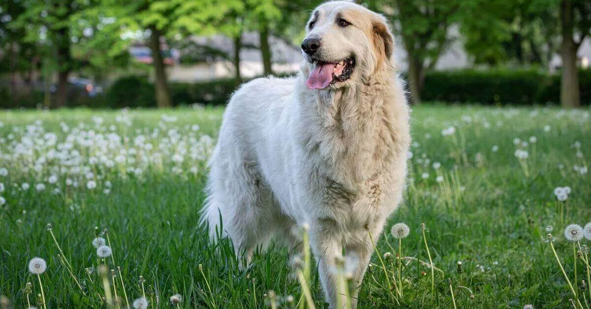 Le chien de montagne des Pyrénées ou Patou