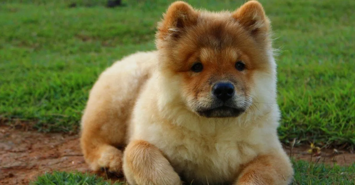 Chow Chow carattere