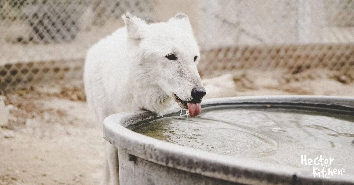 Mon chien boit beaucoup d'eau : pourquoi ?
