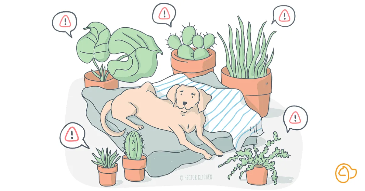 Hund giftige Pflanzen