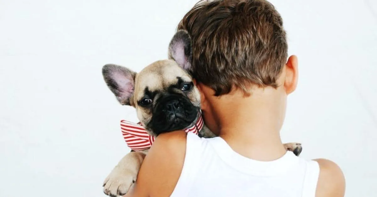 What is a French Bulldog's temperament?