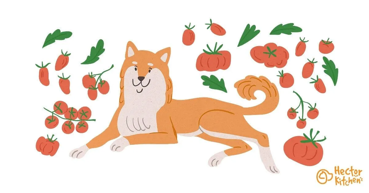 Mon chien peut-il manger des tomates ?