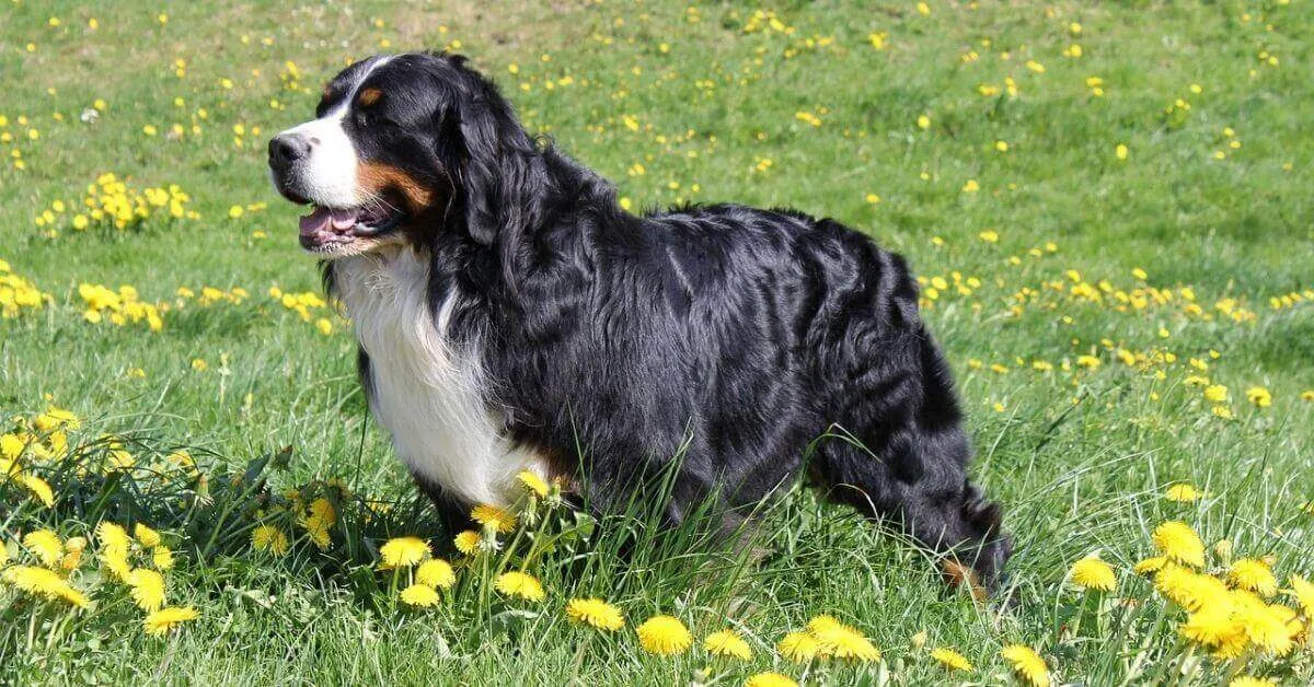 Bernese Mountain Dog Breed