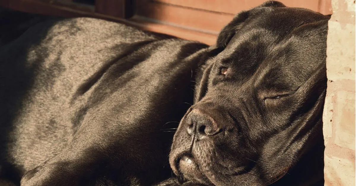 What is the life expectancy of a Cane Corso?