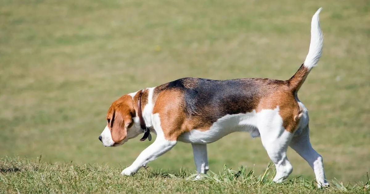 Die Beagle Fellpflege