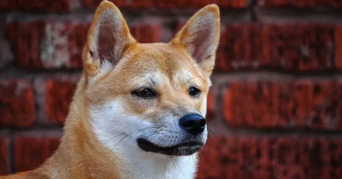 Do Shiba Inus make good apartment dogs?