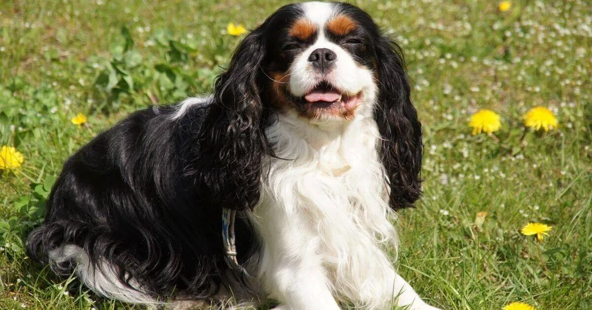 How to groom your Cavalier King Charles Spaniel