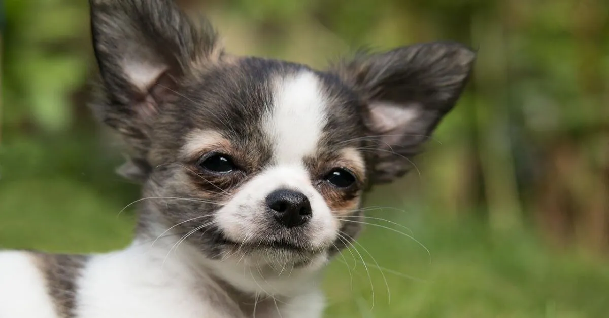 Wie hoch ist die Lebenserwartung eines Chihuahuas?