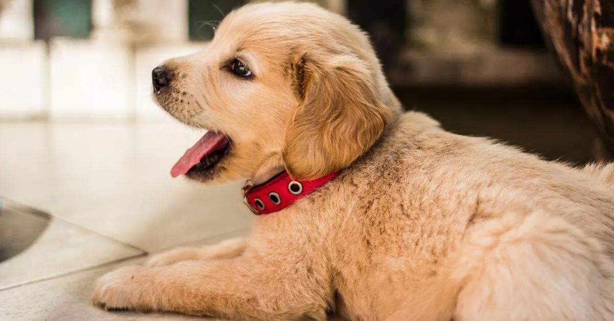 Can Golden Retrievers Live in Apartments?