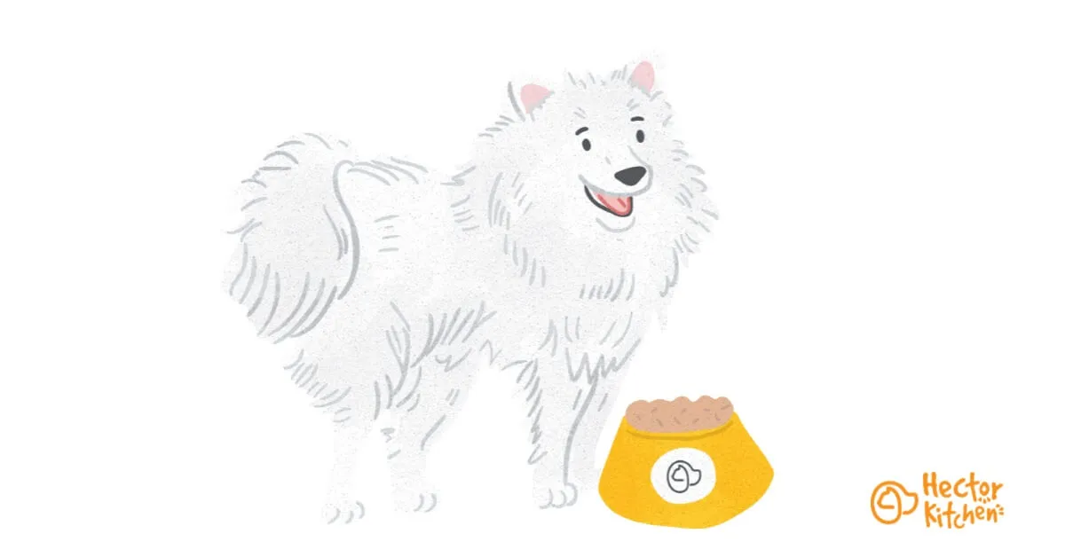 Ideal dog food for a Samoyed