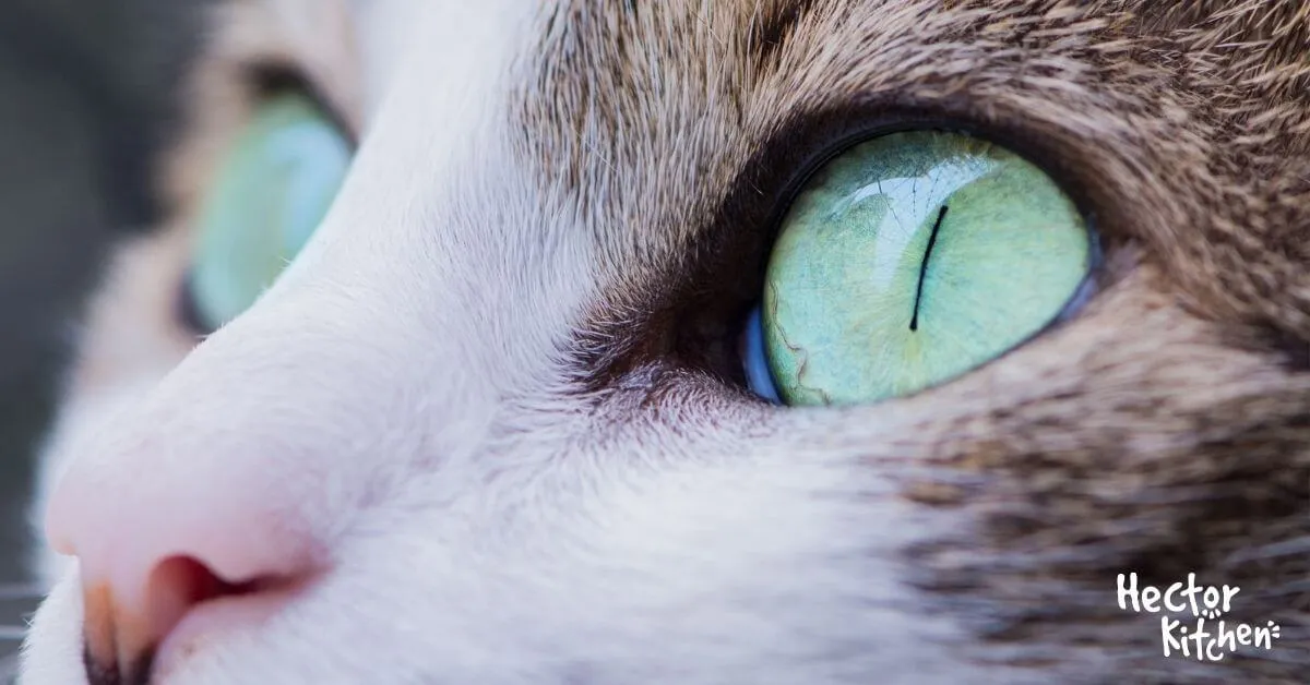 Ulcère de l'œil chez le chat : tout comprendre