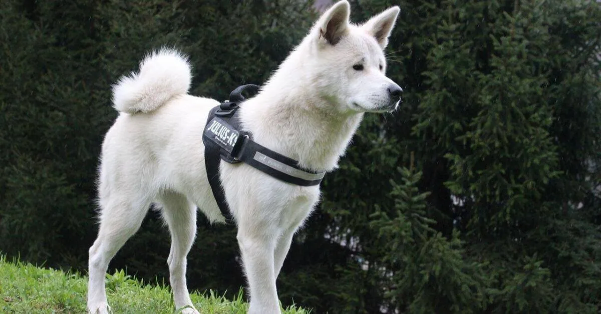 What is the average size of a Japanese Akita?