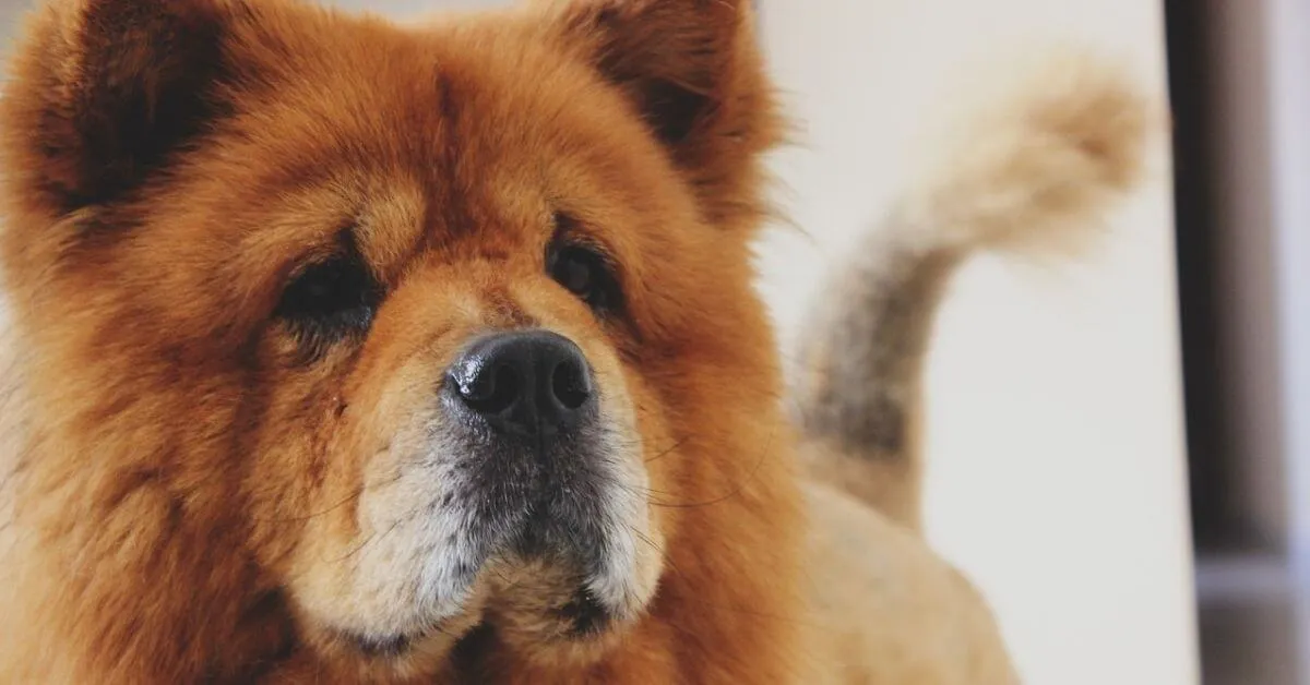 Are Chow Chows good apartment dogs?