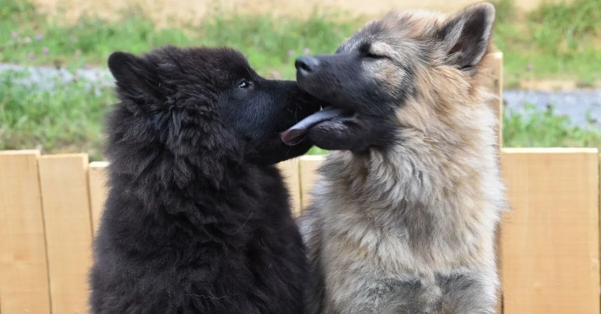 Deux chiens eurasier s'embrassent