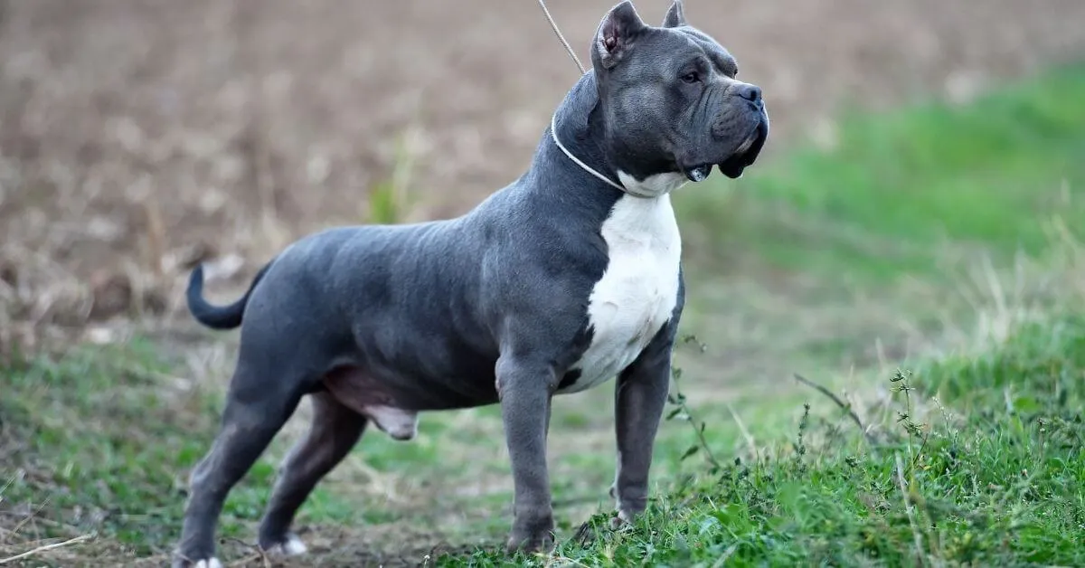 Chien American Bully