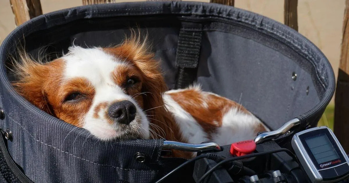 What size dog bed for a Cavalier King Charles Spaniel?