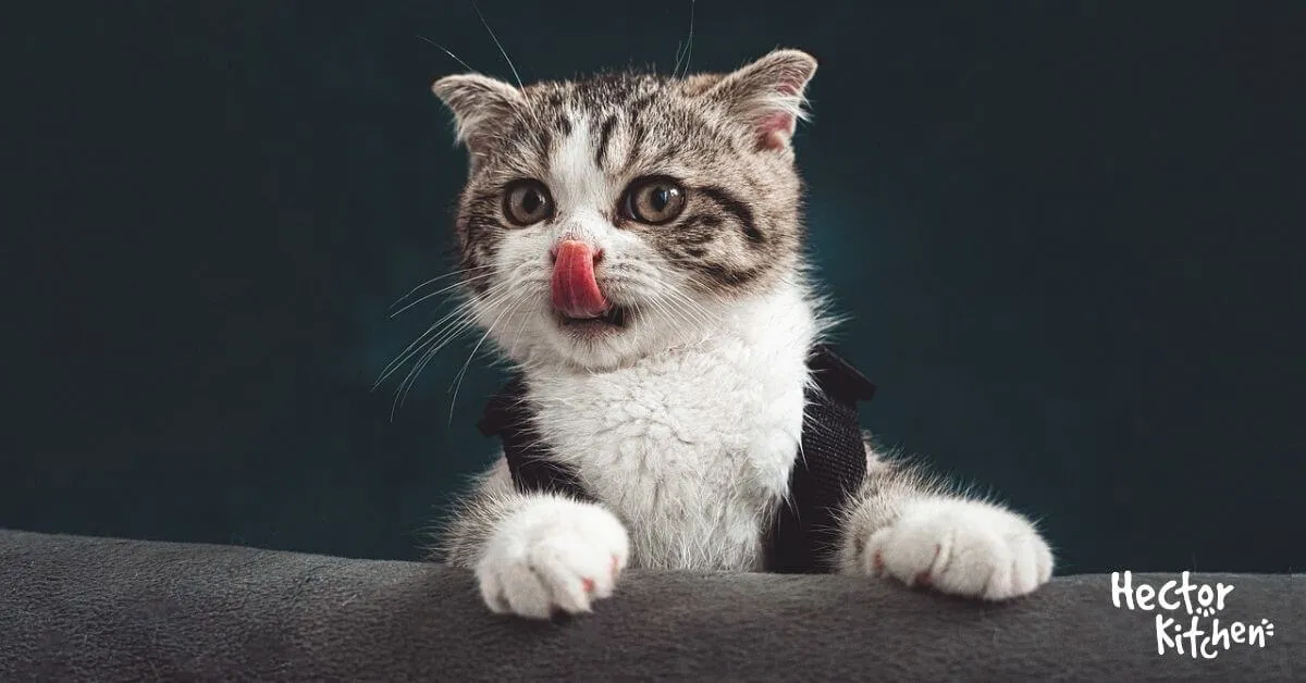 Pourquoi mon chat tire la langue ?