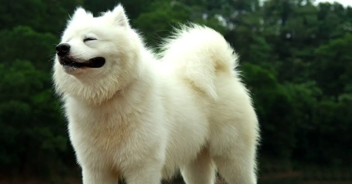How to groom a Samoyed