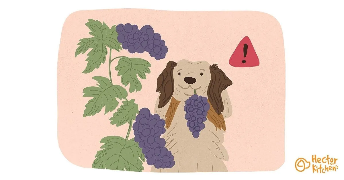 Mon chien peut-il manger du raisin ?
