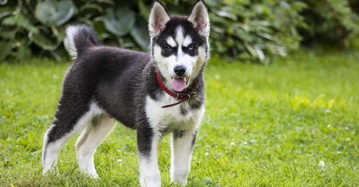What colours do Siberian Huskies come in?