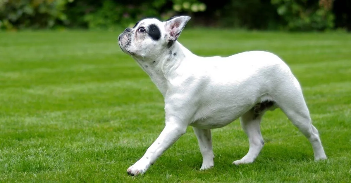Welches Gewicht erreicht eine  französische Bulldogge?