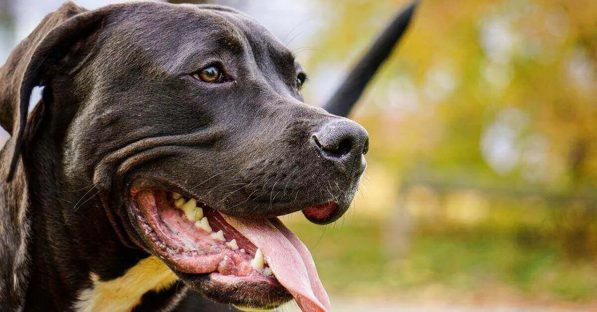 How to train your Pit Bull