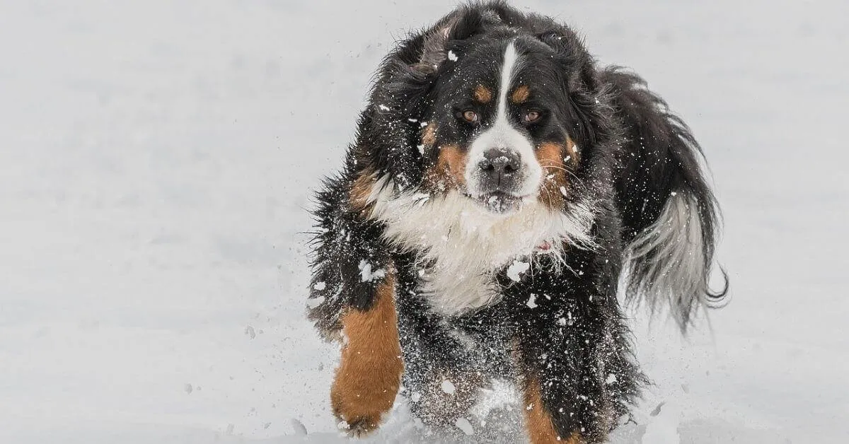 Grooming a Bernese Mountain Dog