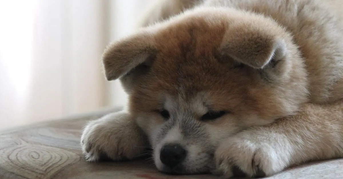 How to choose the best dog bed for a Japanese Akita?